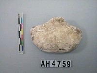 藏品(中型螺蓋製貝刮器)的圖片